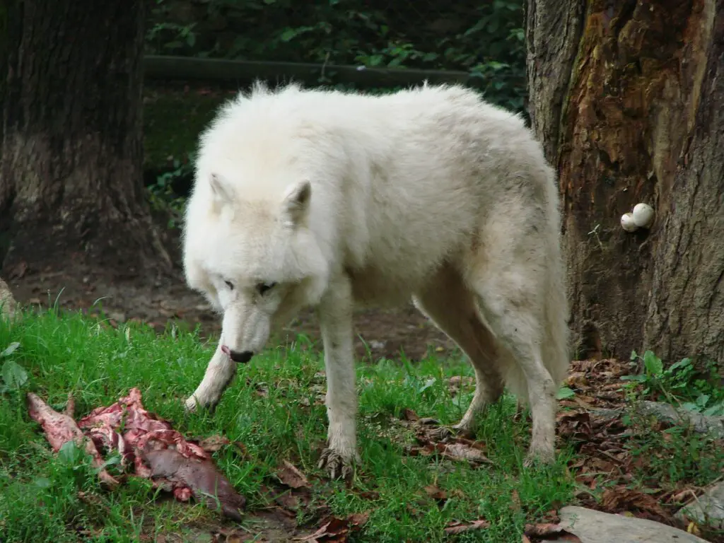 Arctic Wolf Facts For Kids - All About Arctic Wolves