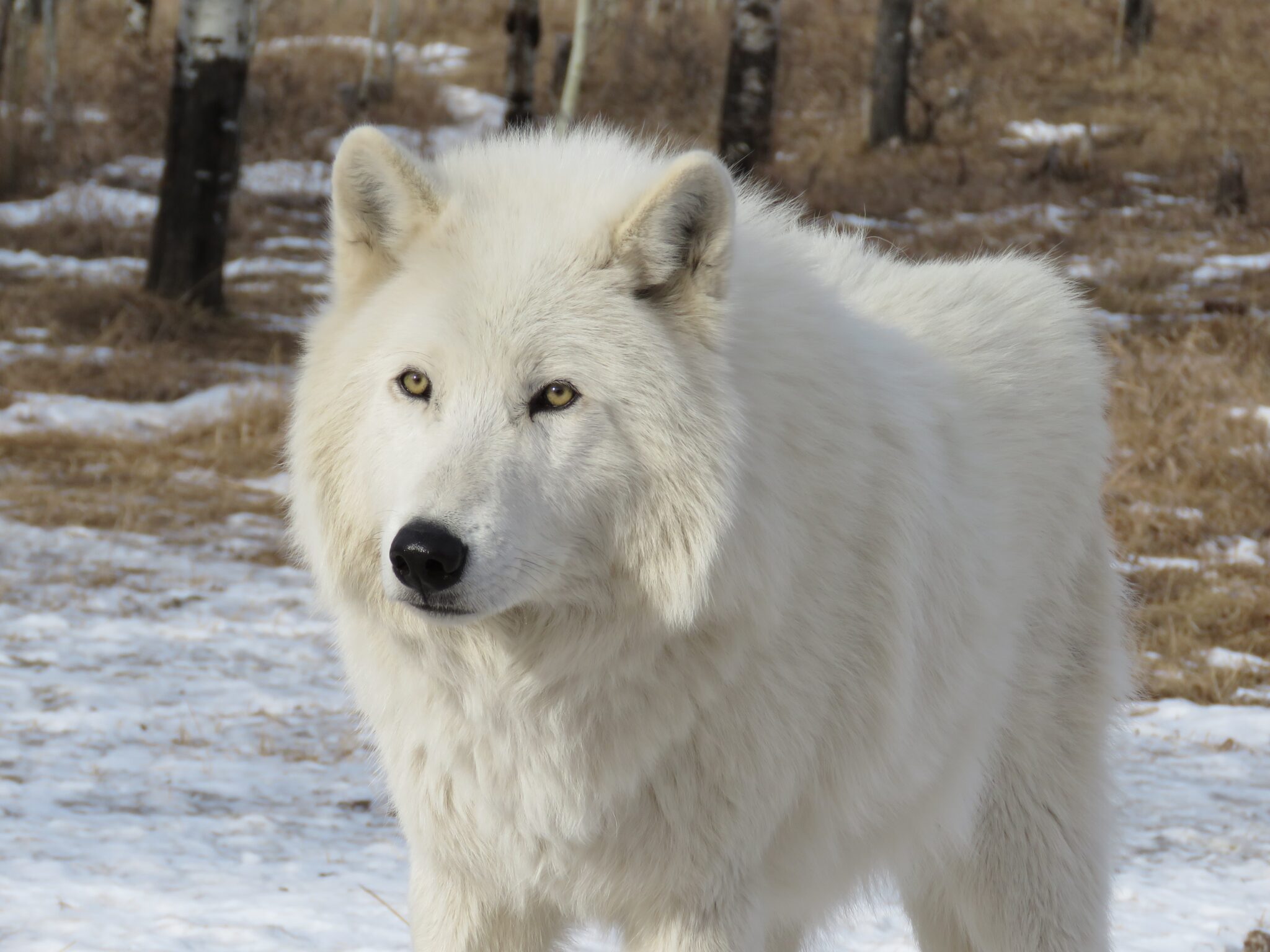 arctic wolf facts for kids