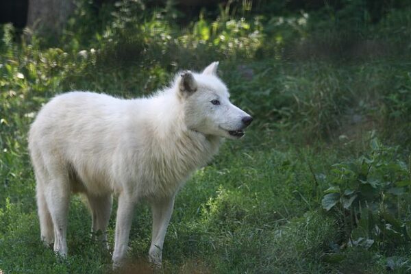 arctic wolf habitat