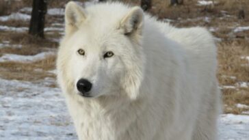 Arctic Wolf Appearnce