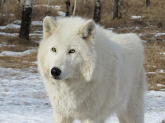 Gray Wolf Facts For Kids - All About Gray Wolves