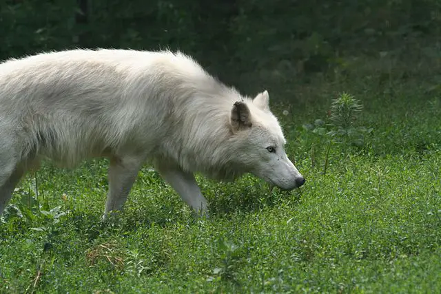 Arctic Wolf Habitat