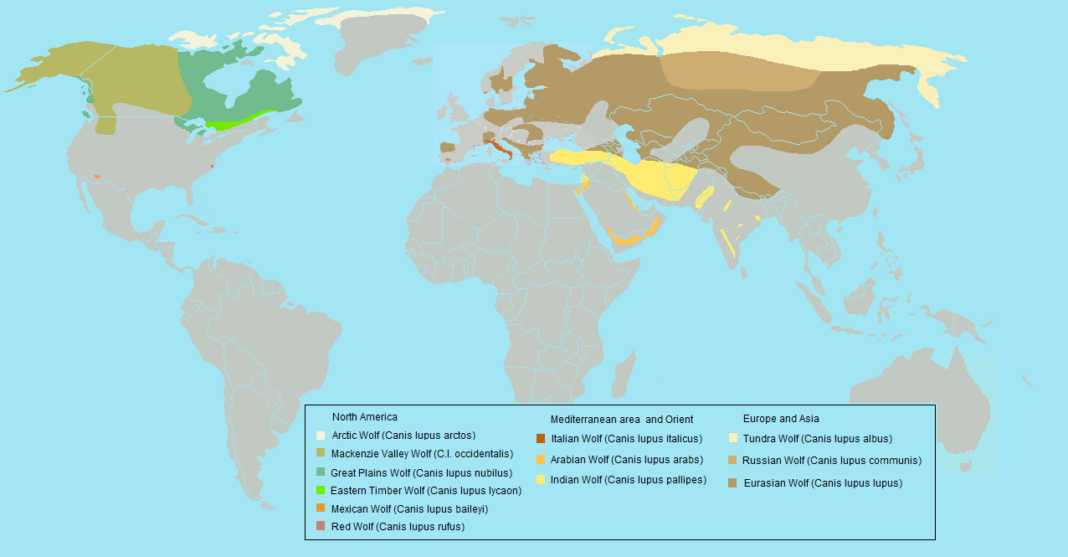 Arctic Wolf Facts For Kids - All About Arctic Wolves
