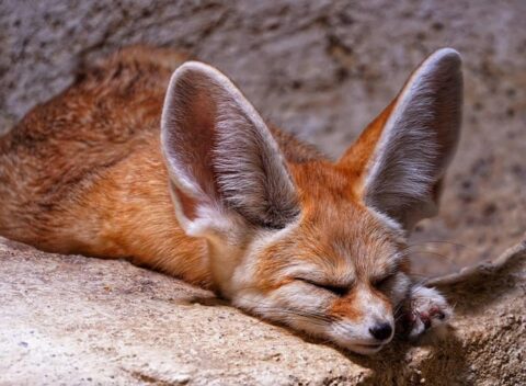 Fennec Fox Facts For Kids - Desert Fox Facts