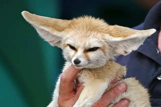 Fennec Fox Facts For Kids - Desert Fox Facts