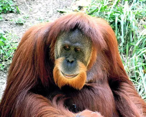 Orangutan Facts For Kids - All About Orangutans