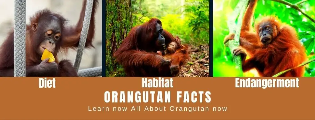 Orangutan Facts For Kids - All About Orangutan