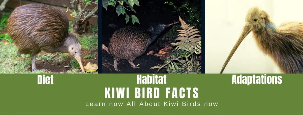 Kiwi Bird Facts For Kids - All About Kiwi Birds