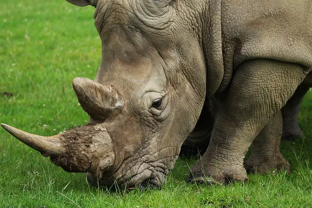 What do Rhinos Eat