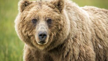 Grizzly Bear Facts For Kids