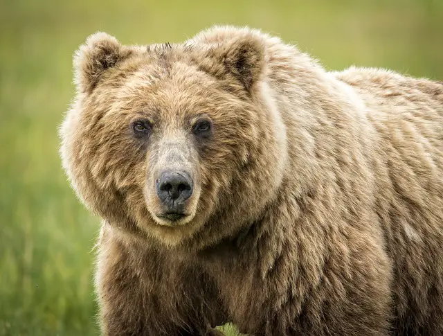 Grizzly bear, Weight, Habitat, & Facts