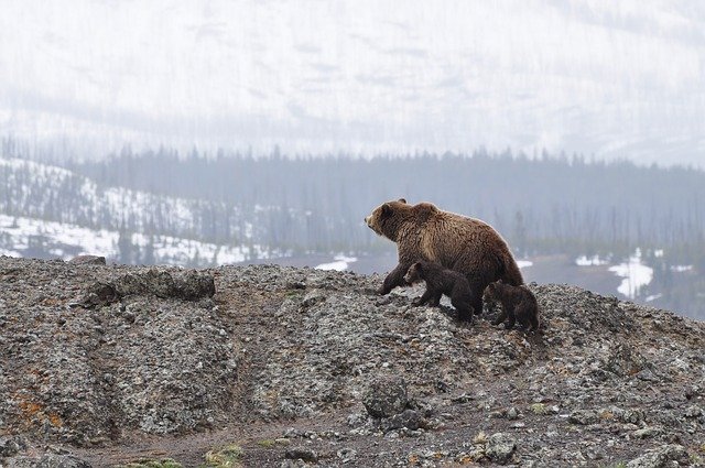 Grizzly Bear Reproduction