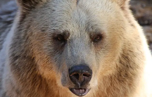 What Does A Grizzly Bear Look Like