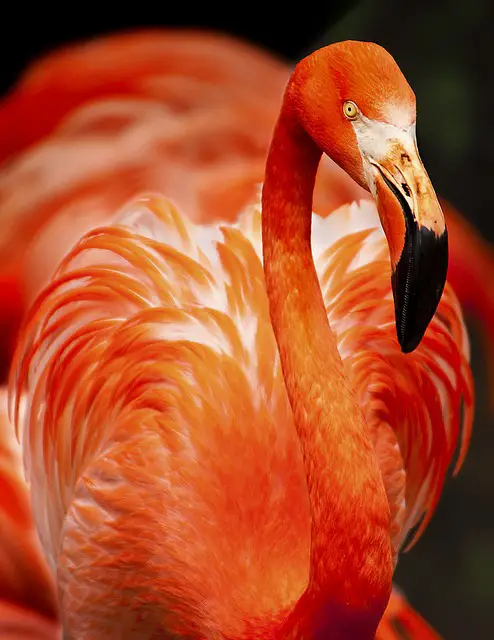 Flamingos appearance