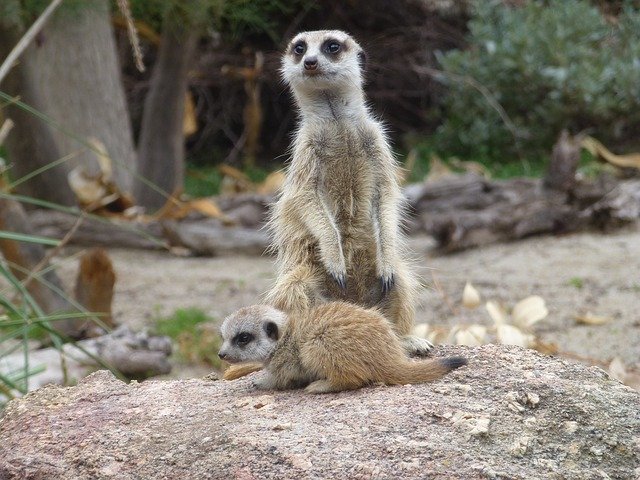 Meerkat Facts For Kids
