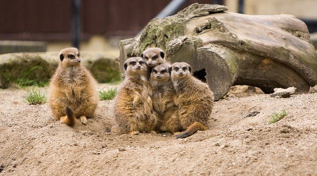 Meerkat Facts