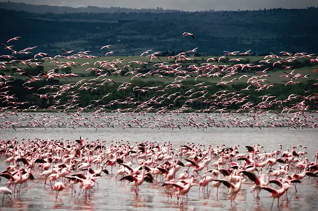 Where do Flamingos Iive