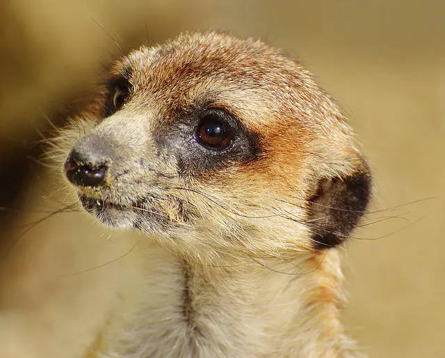 meerkat appearance