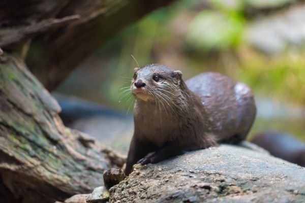 All about Sea otter