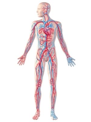 Circulatory System facts for kids