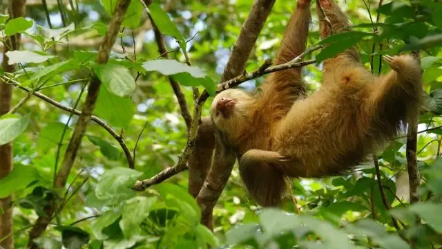 Hoffmann’s two-toed sloth