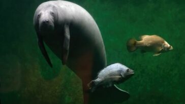 Manatee facts for kids