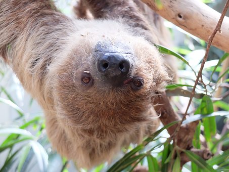 Maned Three-toed Sloth