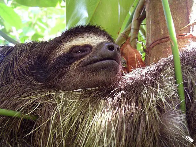 Pygmy Three-toed Sloth Habitat