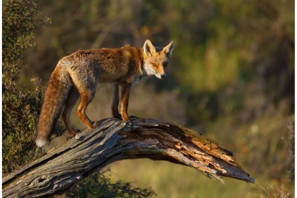 Red Fox appearance facts