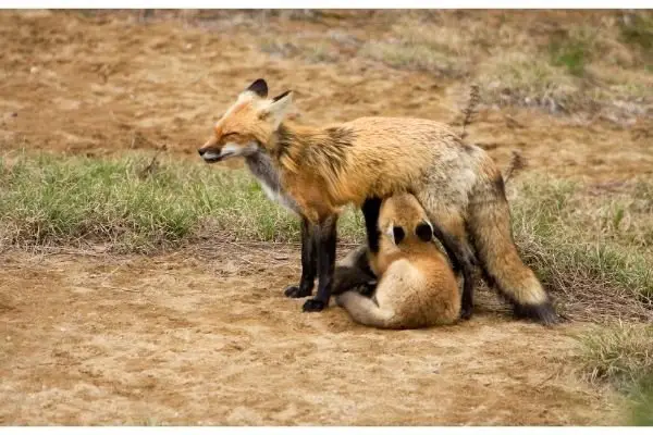 Red Fox baby facts
