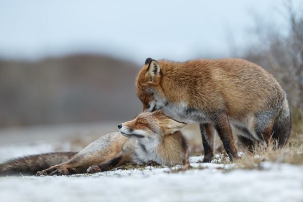 Red Fox behaviour