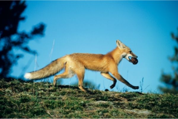 Red Fox diet facts