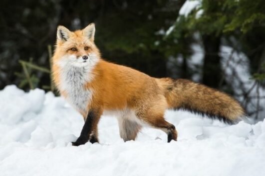 Red Fox Facts for Kids - All About Red Foxes
