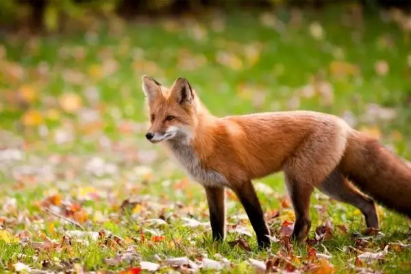 Red Fox facts for kids