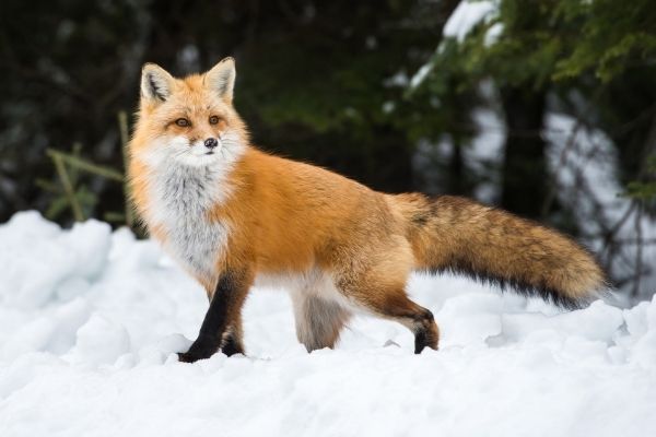 Red Fox facts