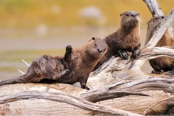 sea otter habitat