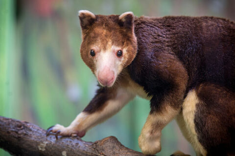 Tree Kangaroo Facts - Tree Kangaroo Interesting Facts