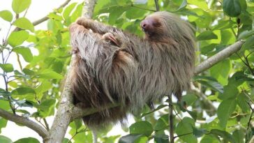 Where Do Sloths Live