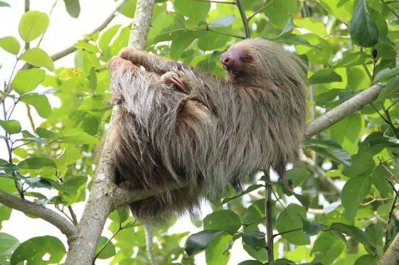 where-do-sloths-live-sloth-habitat