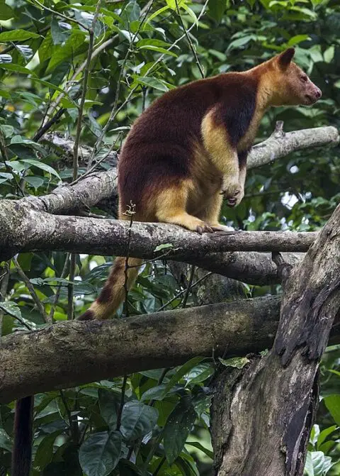 Tree Kangaroo Facts - Tree Kangaroo Interesting Facts