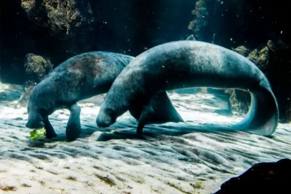 all about Manatee facts