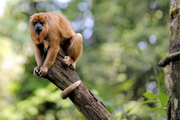 howler monkey facts