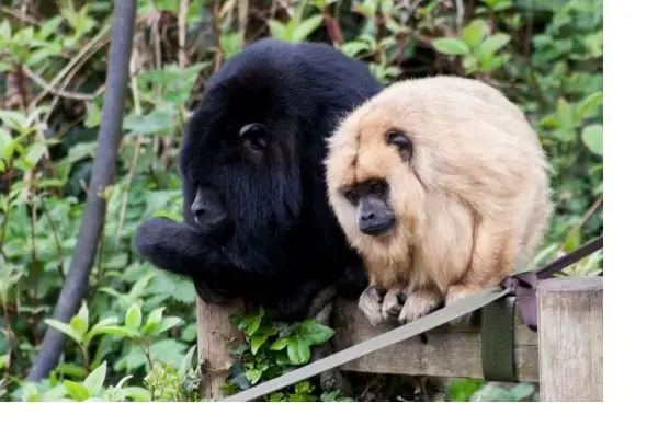 howler monkey facts for kids