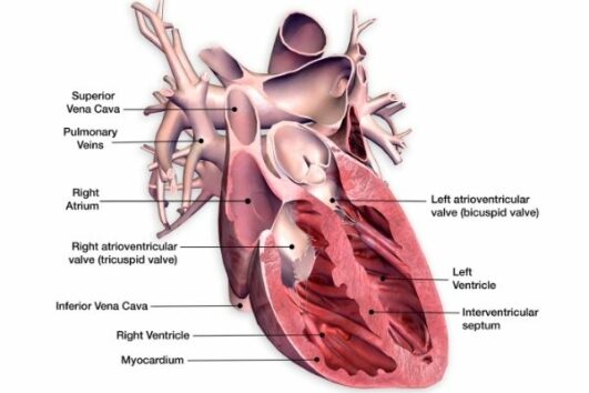 Human Heart Facts For Kids - Interesting Facts About The Heart