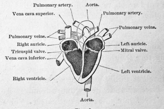 Human Heart Facts For Kids - Interesting Facts About The Heart