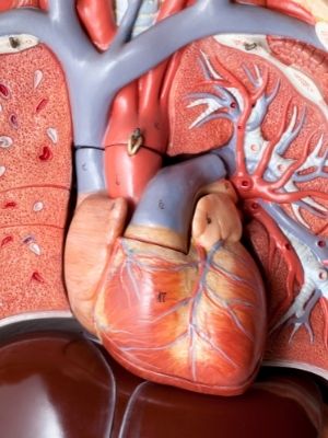 human heart valves facts