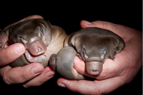 platypus baby facts