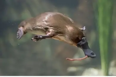 Platypus Facts For Kids Duck Billed Platypus