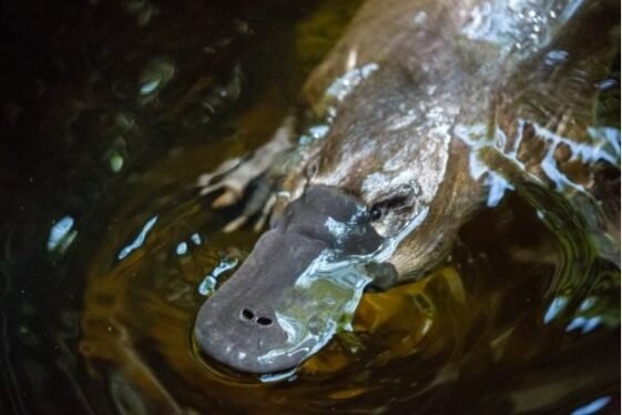 unusual platypus facts for kids unusual platypus facts for kids