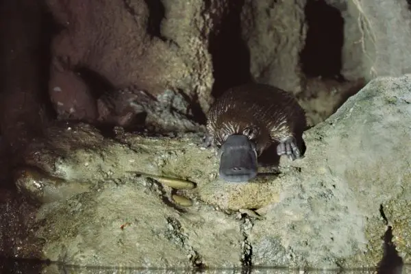 platypus habitat